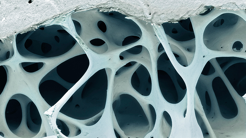 Close up of bone tissue